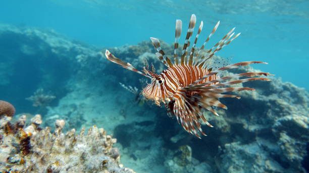 istock Lion Fish in the Red Sea. 1804399572