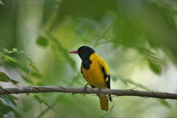 istock Black hooded Oriole. 1804401200