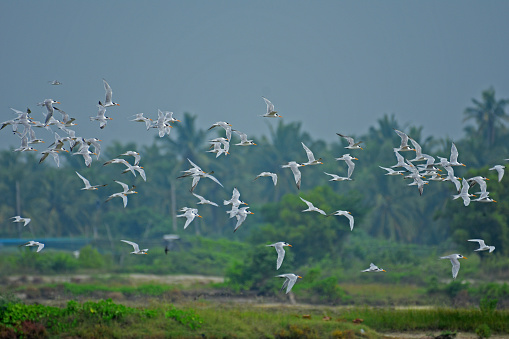 Large flock of small gulls in flight captured at Puttalam Sri Lanka.