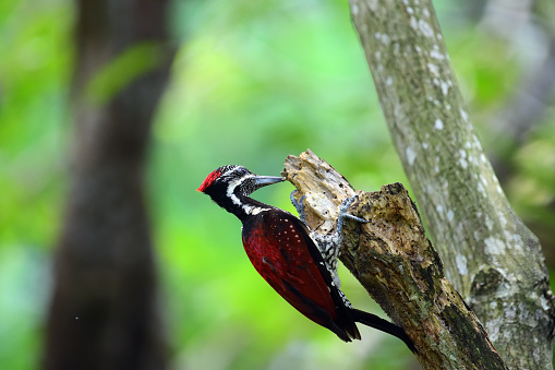 The Red-backed flameback, Lesser Sri Lanka flameback,  woodpecker or Ceylon red-backed woodpecker (Dinopium psarodes ) is a species of bird in the family Picidae. It is endemic to Sri Lanka.