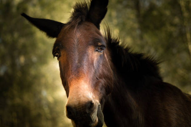 The photograph is a close-up of a mule, a hybrid animal known for its strength and endurance. The mule is facing the camera, with a calm expression and ears perked up. Its coat is a rich brown with a lighter muzzle, and its eyes convey a gentle demeanor. The background is softly blurred with hints of greenery, focusing attention on the mule's face.
