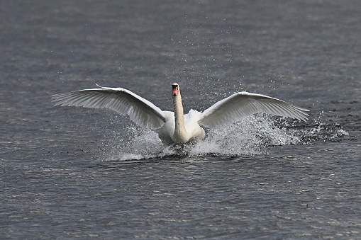 Trumpeter swans taking fight over the Snake River in Idaho