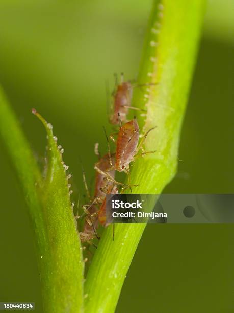 Aphids Auf Der Pflanze Stockfoto und mehr Bilder von Beschädigt - Beschädigt, Biologie, Blattlaus