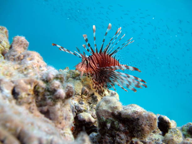 istock Lion Fish in the Red Sea. 1804408857