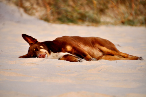Australian Kelpie asleep on a beach.