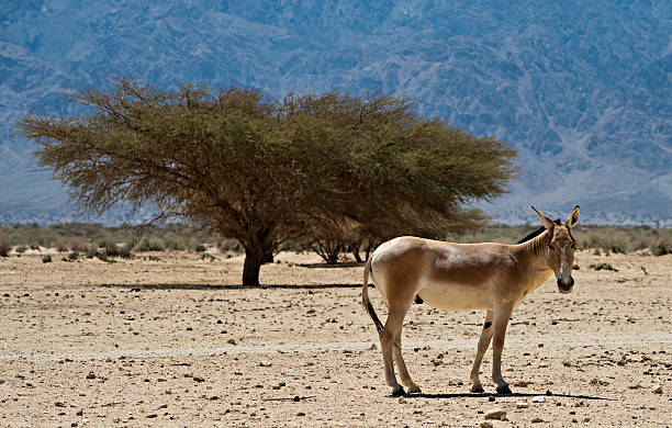 istock The onager in Israeli Nature Reserve 180440987