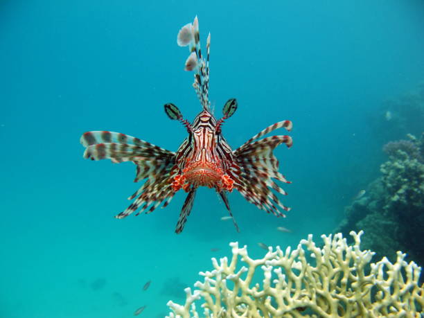 istock Lion Fish in the Red Sea. 1804409921