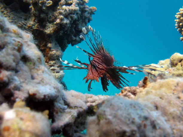 istock Lion Fish in the Red Sea. 1804412195