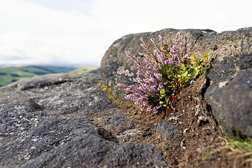 pink and purple heather growing from cracks in the rock