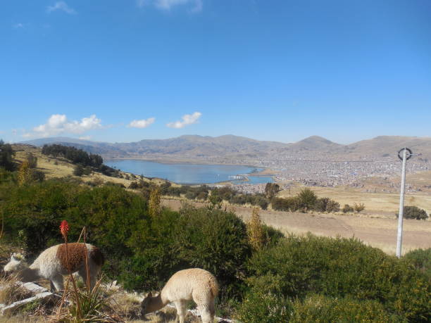 istock Llamas at Lake Titticaca 1804424054