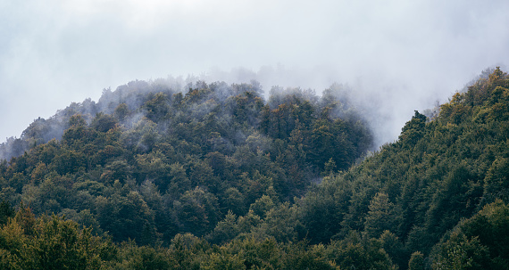A mountain forest covered by fog