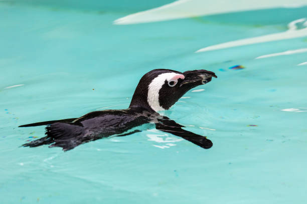 pinguim africano. pássaro e pássaros. mundo da água e fauna. vida selvagem e zoologia. - jackass penguin penguin zoo swimming animal - fotografias e filmes do acervo