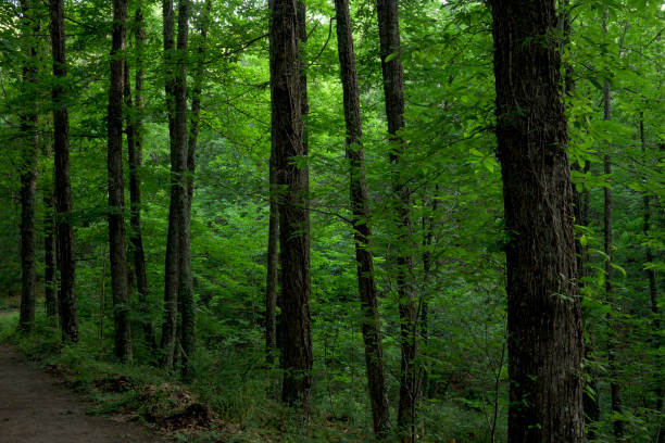 istock Leafy humid forest with green vegetation with lots of horizontal shadow 1804433182