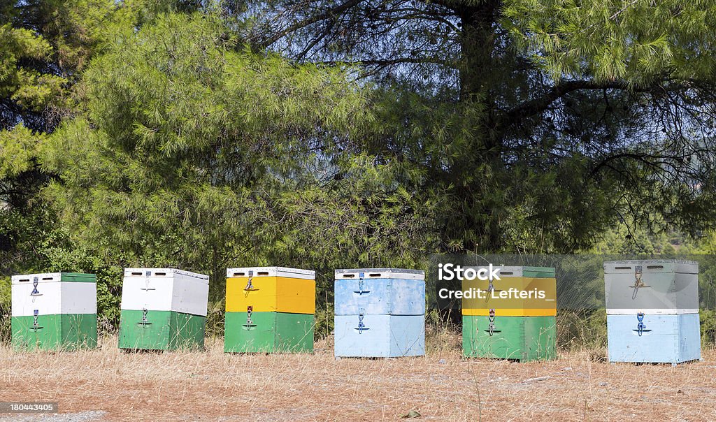 Beehives en forêt - Photo de Abeille libre de droits