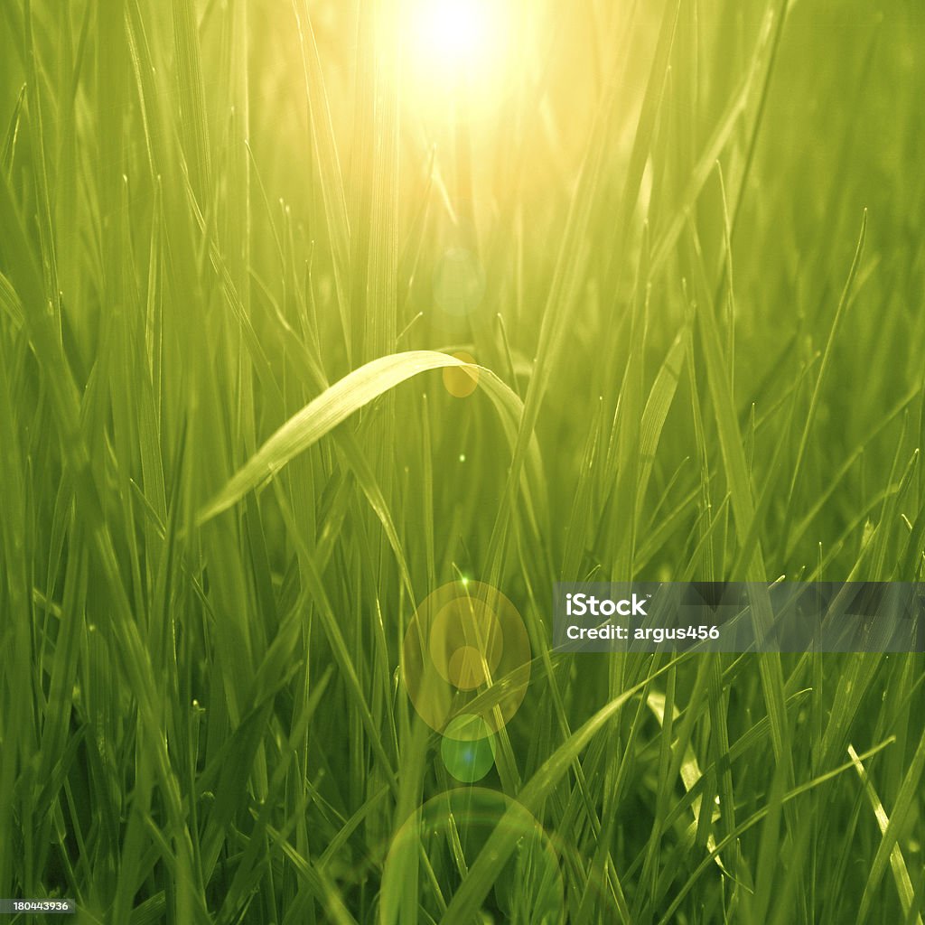 grass background grass background with some highlights and shades on it Abstract Stock Photo