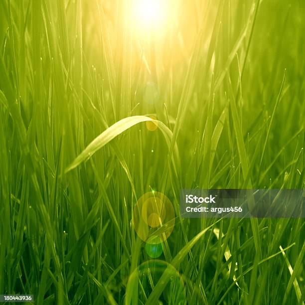 Grass Background Stock Photo - Download Image Now - Abstract, Backgrounds, Close-up