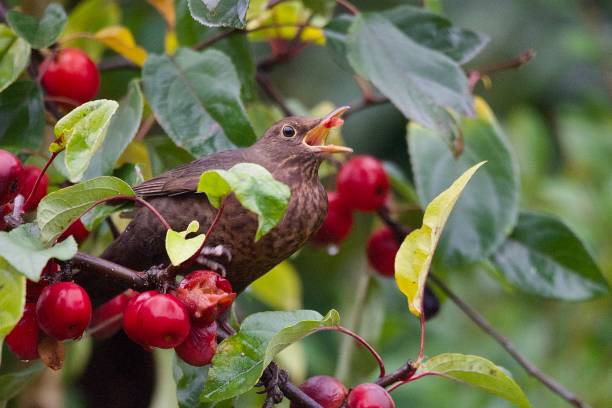 istock Blackbird eating red ripe crab apples 1804449774