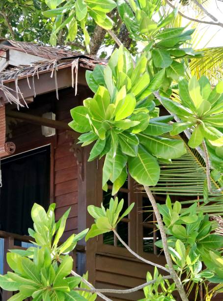istock Green tree leaves on the background of a beach bungalow. 1804453035