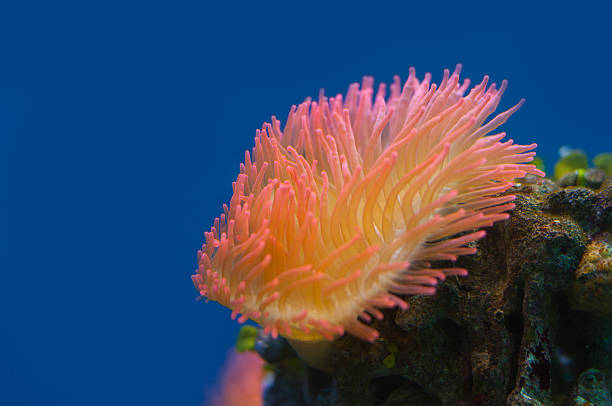 istock Colorful coral reef background 180445769