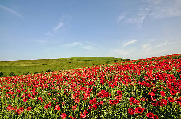 istock View of a poppy field 180445831