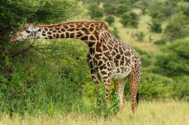 istock Wildlife in Africa 180445872