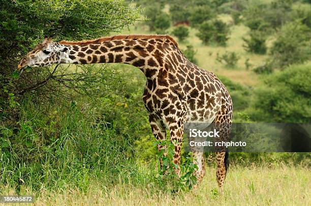 Foto de Vida Selvagem Na África e mais fotos de stock de Animais de Safári - Animais de Safári, Animal, Animal selvagem