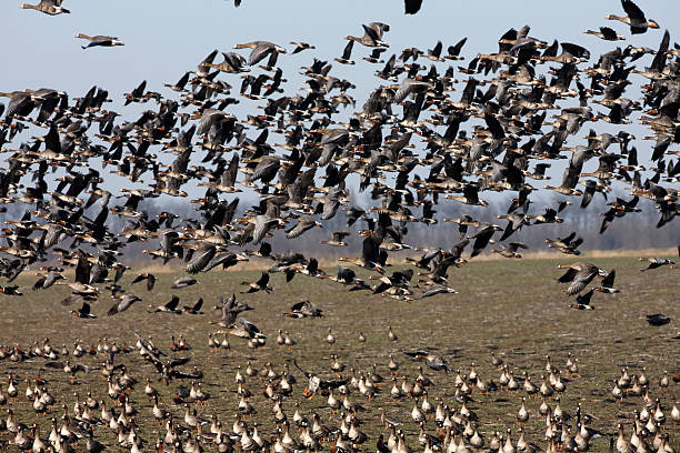 istock Red-breasted goose, Branta ruficollis 180446104