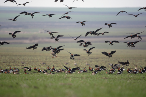Red-breasted goose, Branta ruficollis, flight, mixed with white-fronted geese, Bulgaria, winter