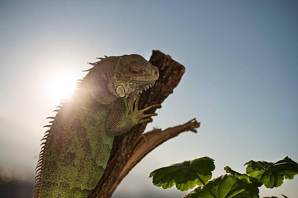 istock iguana crawling on a piece of wood and posing 180446217