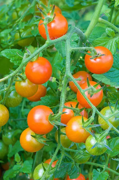 tomatoes cluster in the garden