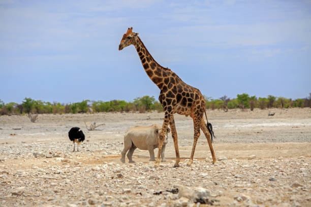 istock Giraffe with a Rhinoceros walking behind 1804471986