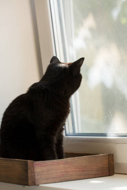 istock Beautiful black cat in a wooden box 1804479465