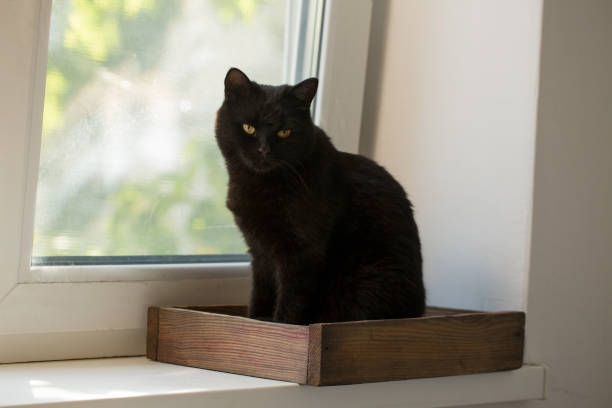 istock Beautiful black cat in a wooden box 1804479478