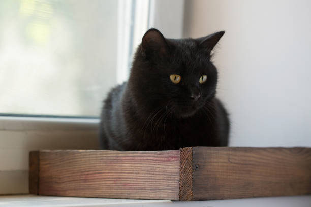 istock Beautiful black cat in a wooden box 1804480006