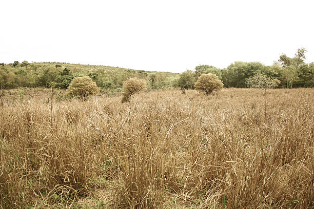 Dry landscape with the blue sky of the northeastern sertão, in the Brazilian caatinga.