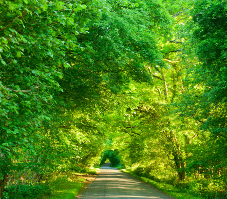 Scenic road through green forest in England