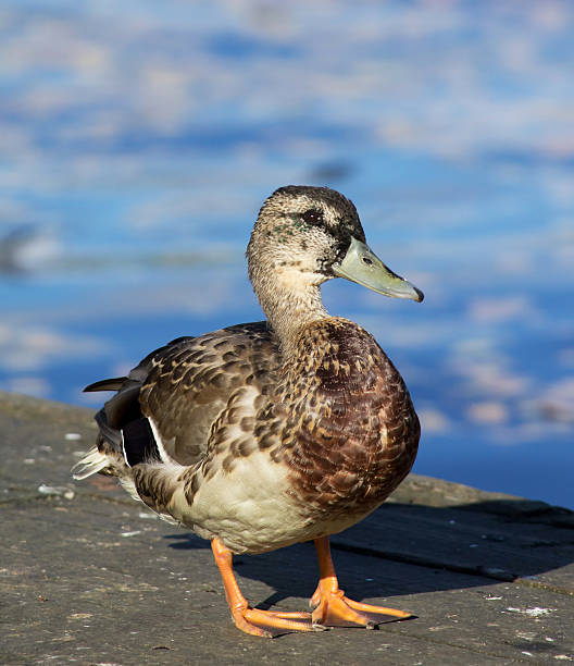 istock duck on the lake 180448717