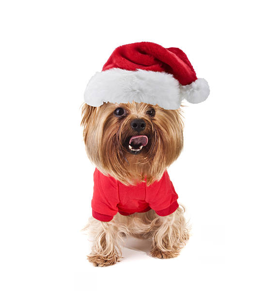 istock yorkshire dog with xmas santa hat 180448843