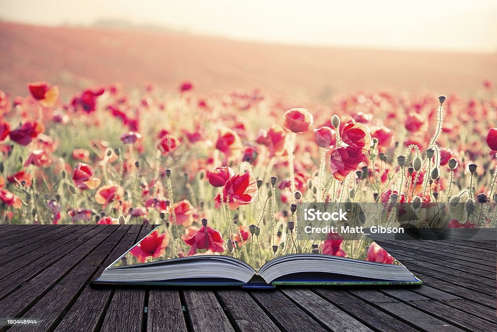 Creative concept book poppy field landscape in Summer Creative concept pages of book Beautiful landscape image of Summer poppy field under stuning sunset sky with cross processed retro effect Agricultural Field Stock Photo