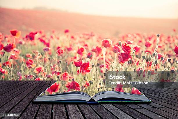 Creative Concept Book Poppy Field Landscape In Summer Stock Photo - Download Image Now