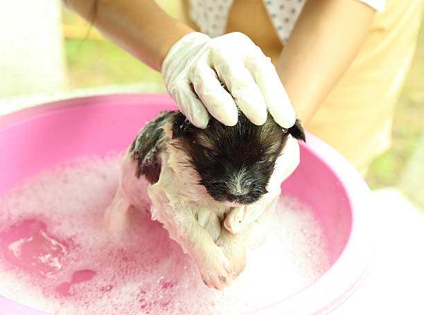 istock puppy dog in bath tub 180449126