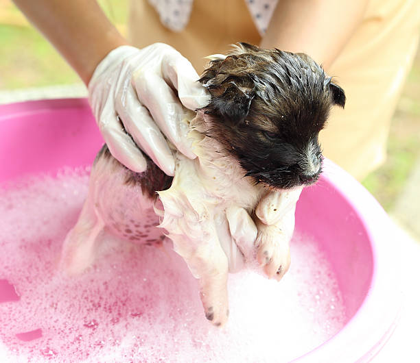 istock puppy dog in bath tub 180449201