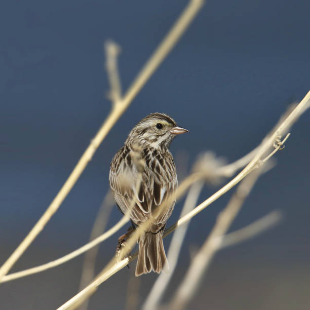 gorrión de la sabana (passerculus sandwichensis) mirando hacia atrás desde su posado en una brizna de hierba - passerculus fotografías e imágenes de stock