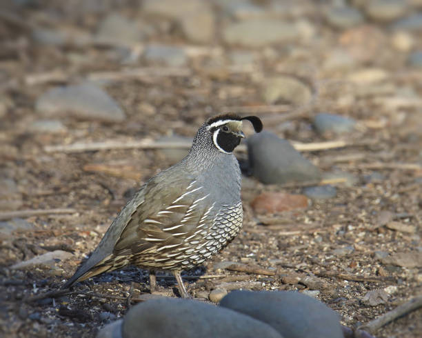 istock California Quail (male) (callipepla californica) perched on rocky ground 1804495525