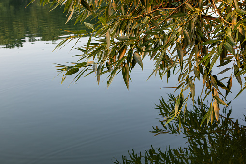 Green tree branch with leaves in warm morning with reflection on mirror blue calm river water surface. Nature greenery close-up