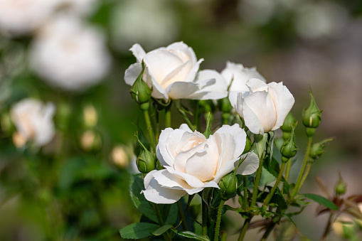 White tender roses bouquet bloom in sunny greenery close-up. Romantic floral decoration