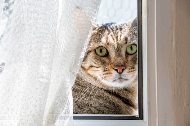 istock Pet animal; cute tabby cat. 1804500514
