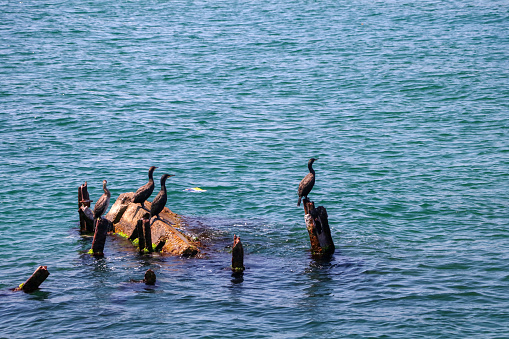 Cormorants in the sea, Istanbul - Turkey