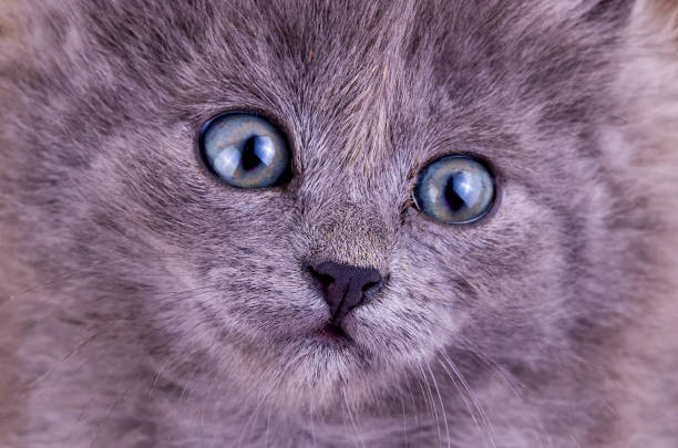 istock Longhaired gray kitten, pet animal. 1804505845