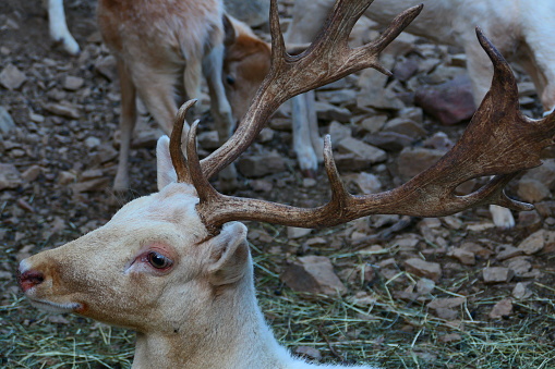 Deer, Casteil animal park, Pyrénées-Orientales